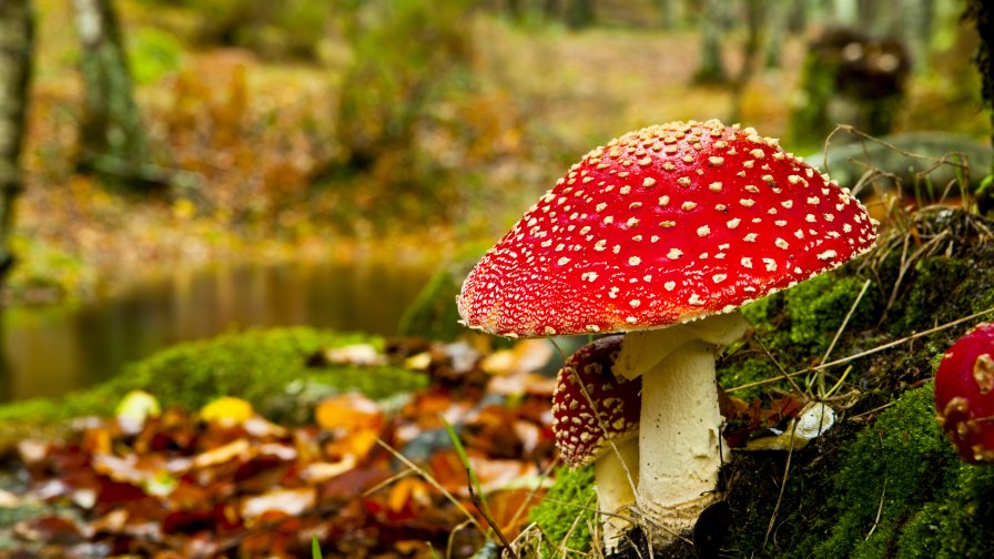 Amanita Mushroom Close Up