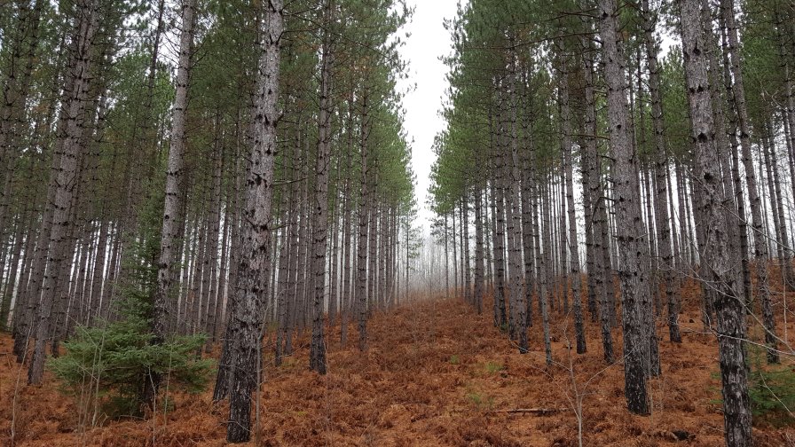 Amazing Beautiful Autumn Old Forest