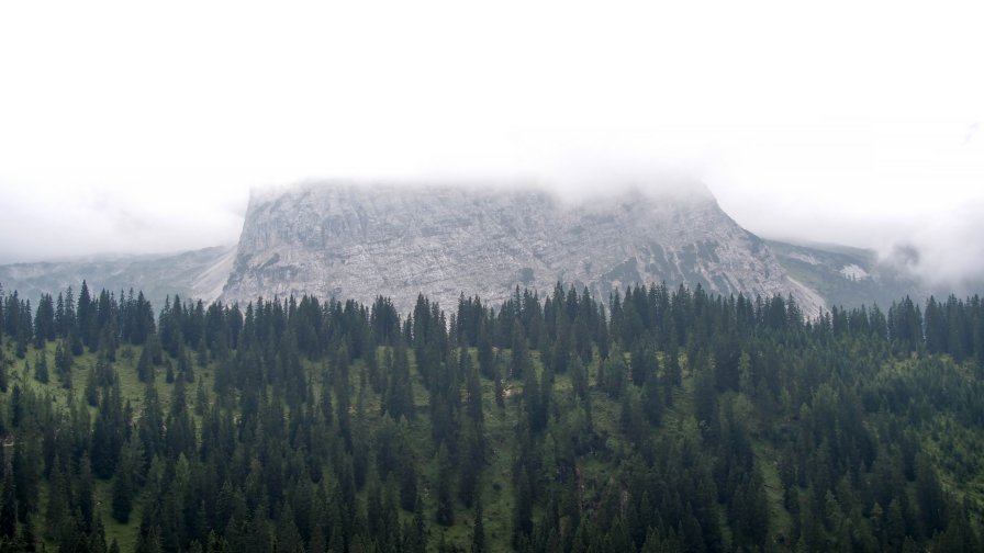 Amazing Beautiful Old Green Forest and Mountain