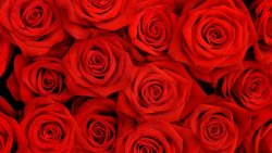 Amazing Beautiful Red Roses