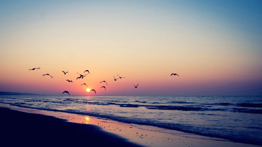 Amazing Beautiful Sunset Beach and Birds