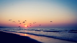 Amazing Beautiful Sunset Beach and Birds