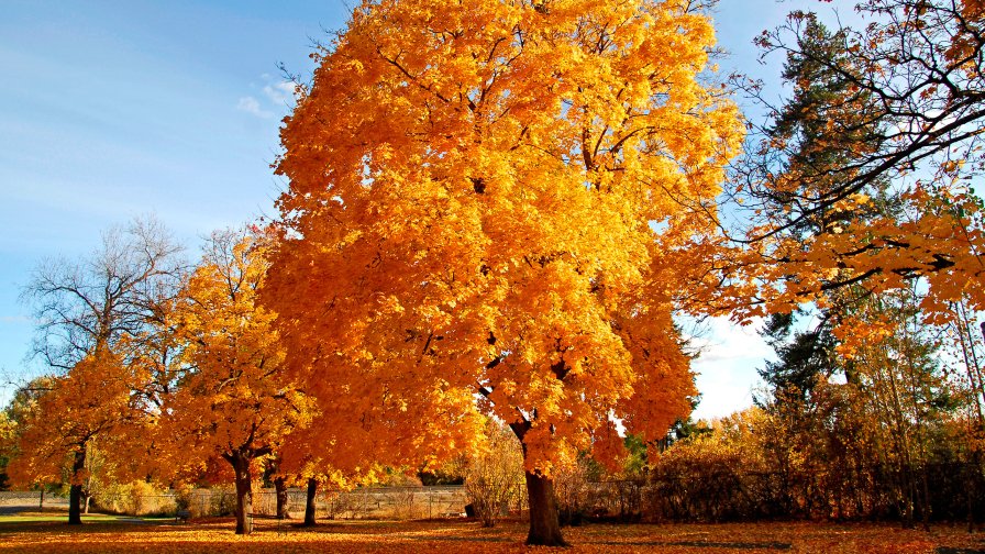 Amazing Beautiful Yellow Autumn Garden