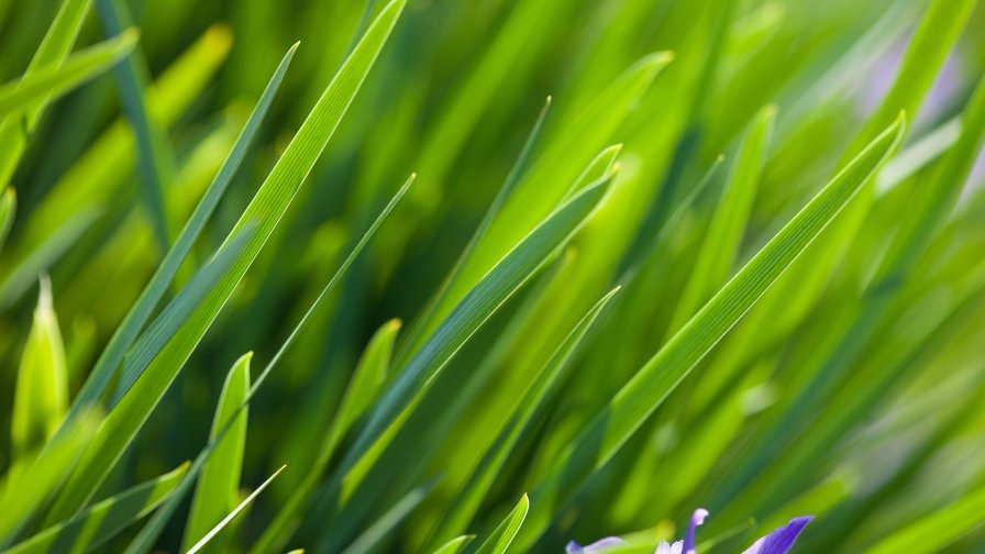 Amazing Green Grass Close Up