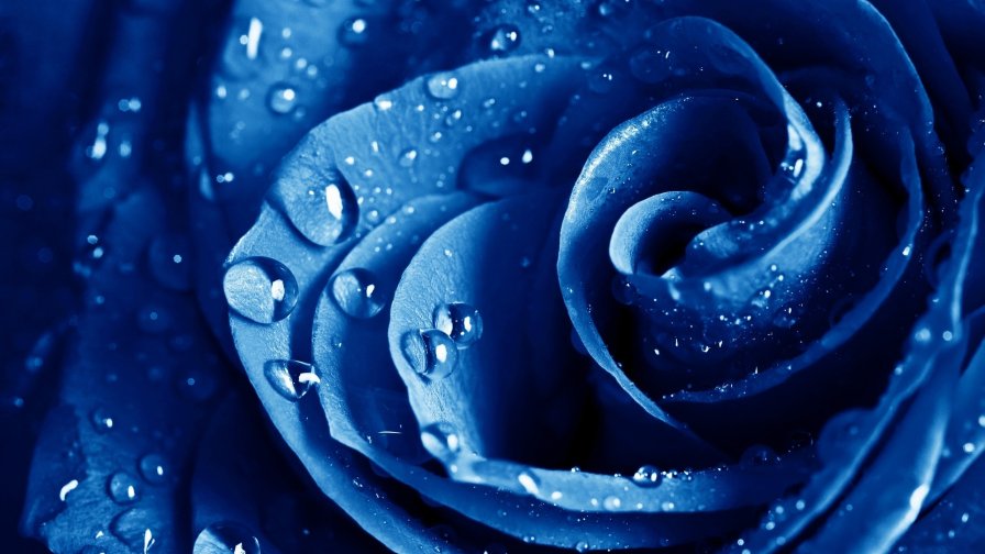 Amazing Unreal Blue Rose and Water Drops