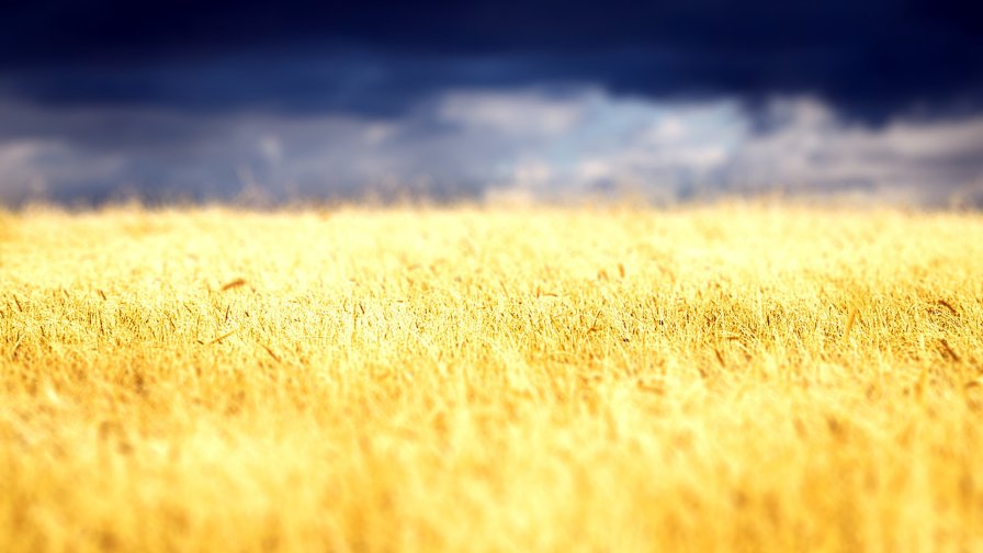 Amazing Yellow Field and Beautiful Blue Sky