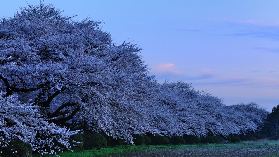 Apple Trees in Japan