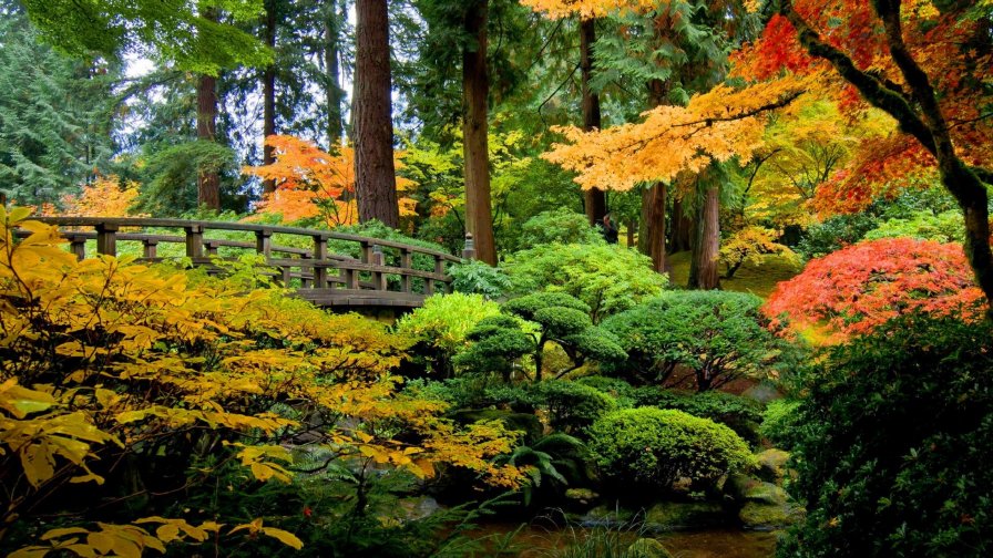 Autumn Forest Trees and Grass