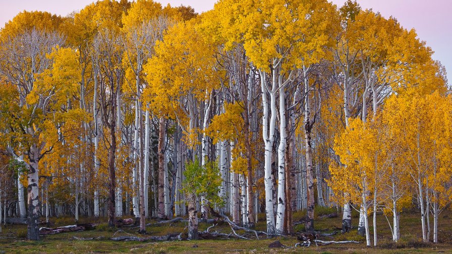 Autumn Russian White Forest