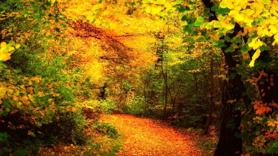 Autumn Trees and Path