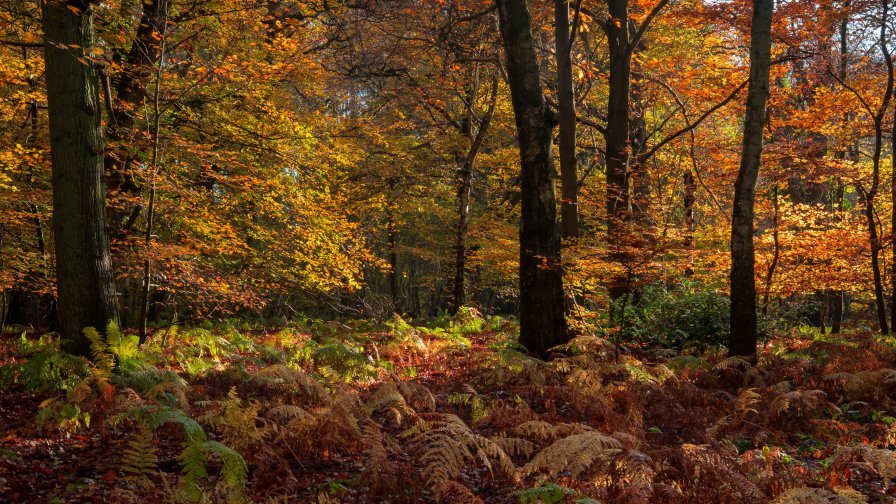 Autumn Trees in the Forest