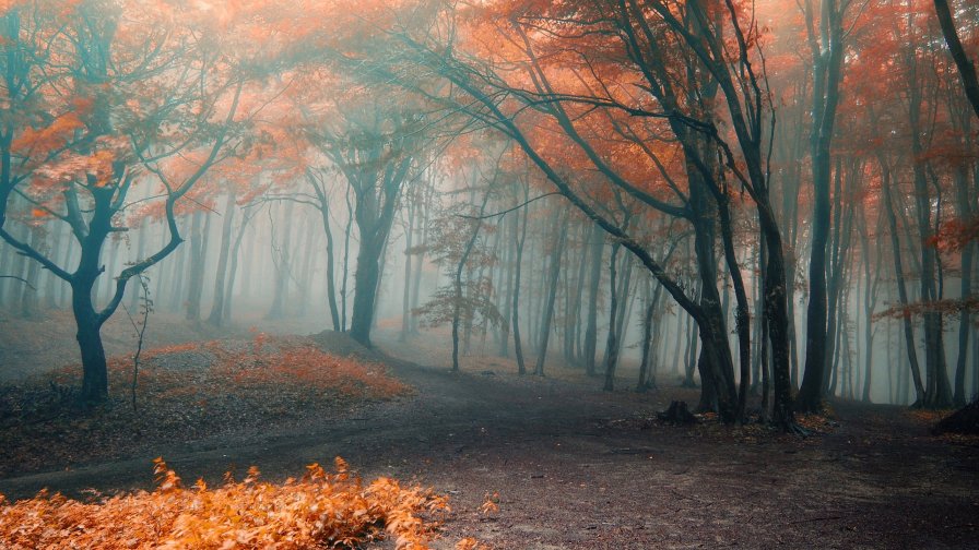 Autumn Yellow Foggy Forest