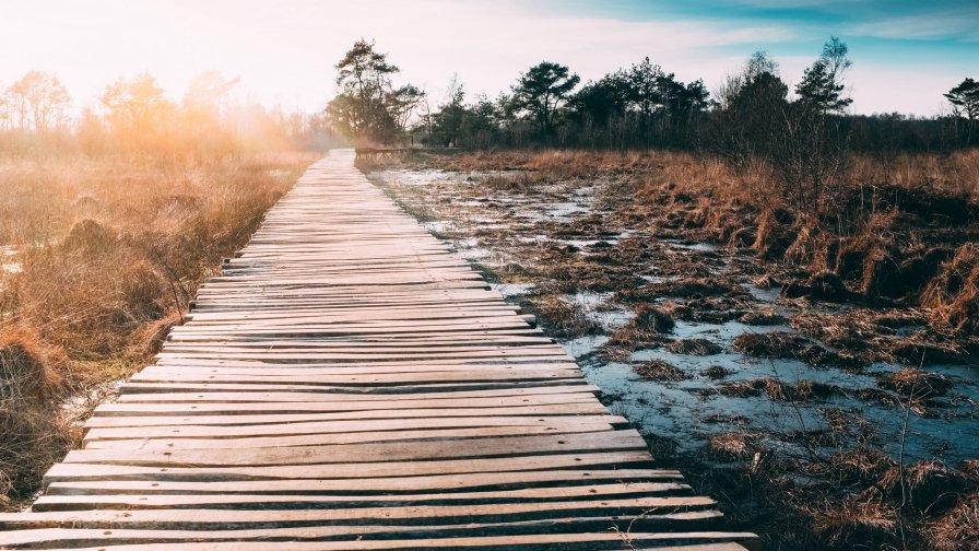 Beautiful Abandoned Bridge and Swamp