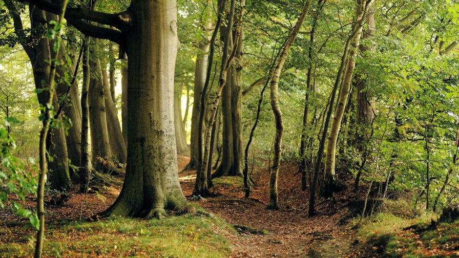 Beautiful Beech Forest