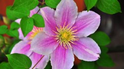 Beautiful Big Pink Flower on the Fence