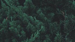 Beautiful Branches of Cypress Tree