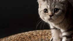 Beautiful Cat with Big Eyes