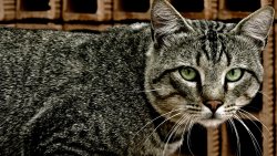 Beautiful Cat with Green Eyes
