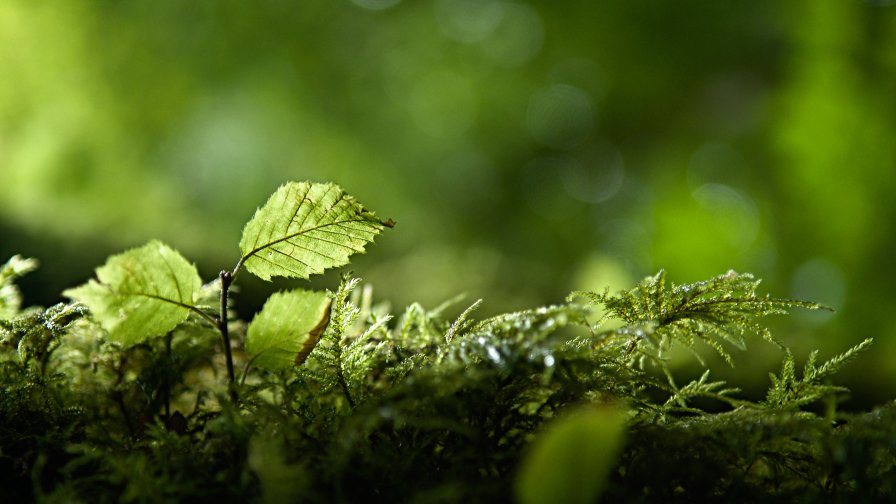 Beautiful Close Up Green Grass and Foliage in Forest