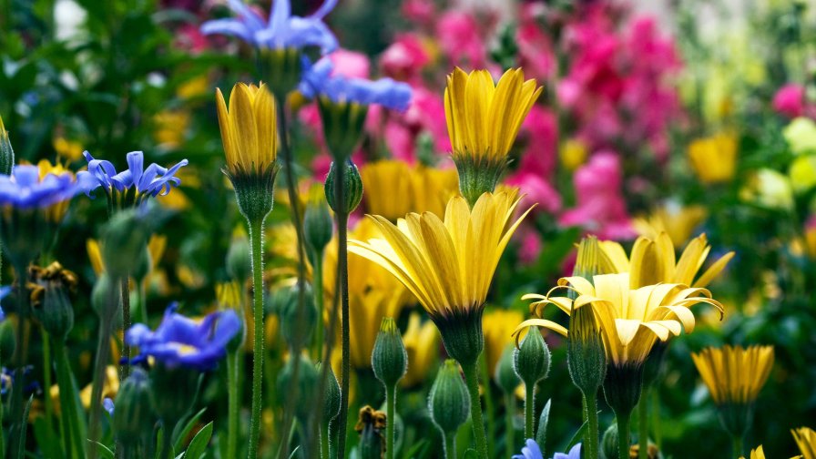 Beautiful Colorful Flowers