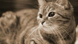 Beautiful Gray Cat with Big Eyes Fear