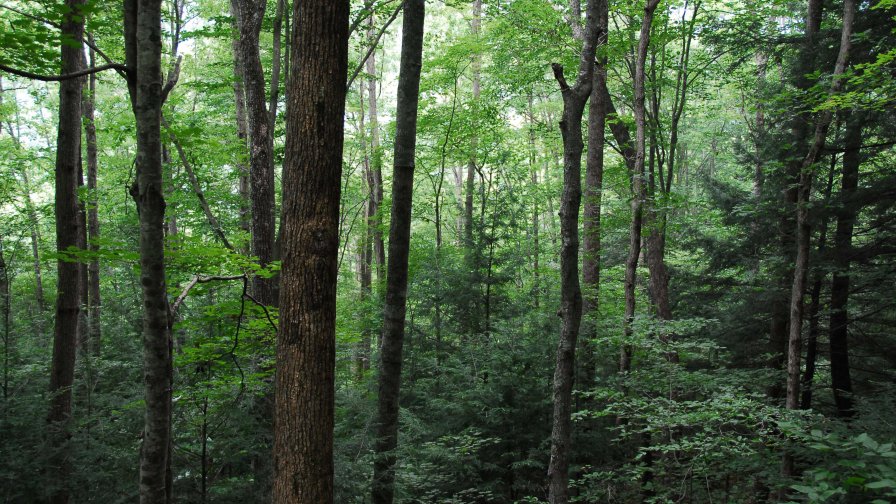 Beautiful Green Dense Forest