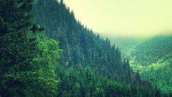 Beautiful Green Foggy Forest