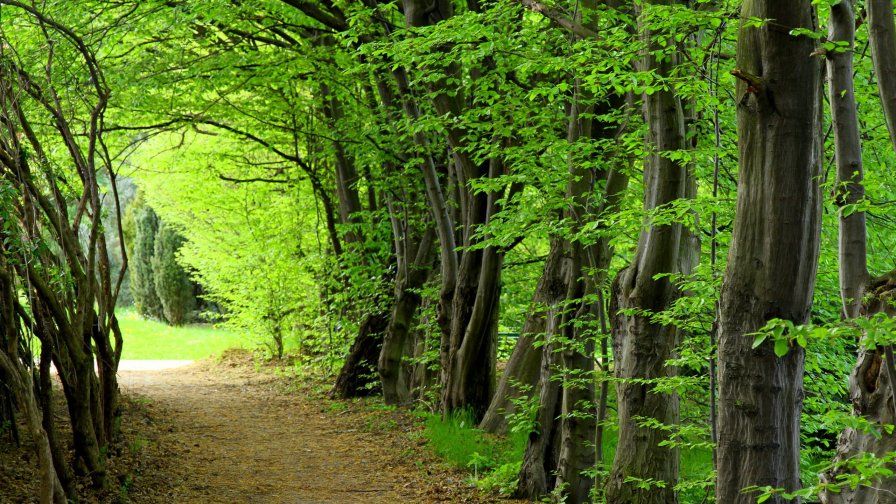Beautiful Green Forest and Footpath