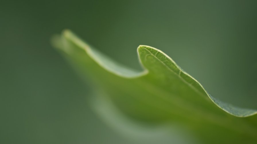 Beautiful Green Leaf