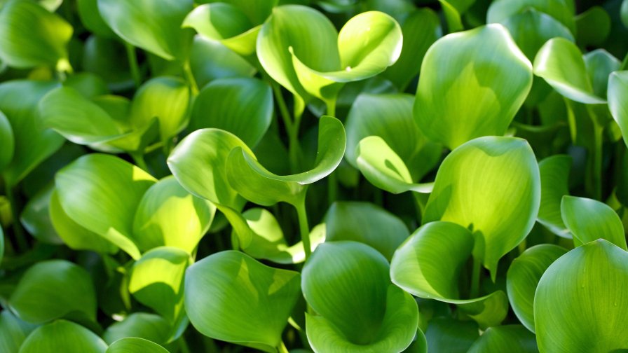 Beautiful Green Leaves on the Field