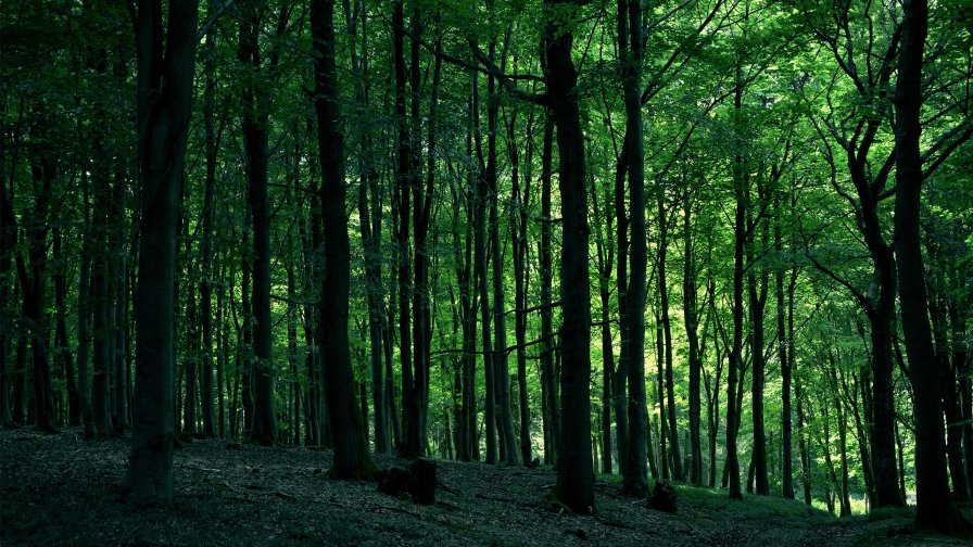 Beautiful Green Trees in Old Forest