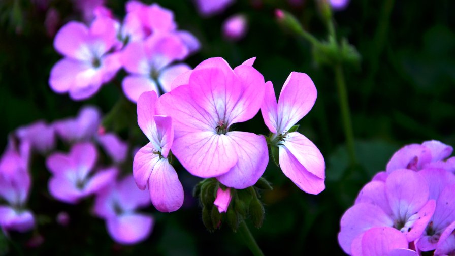 Beautiful Little Pink Flowers in the Green Garden