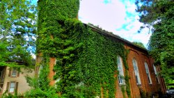 Beautiful Old Big Abandoned House with Grass on the Wall