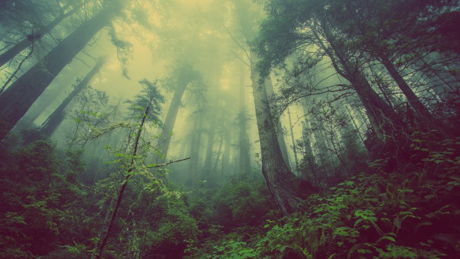 Beautiful Old Dark Green Forest