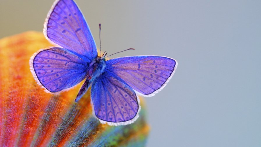 Beautiful Purple Butterfly