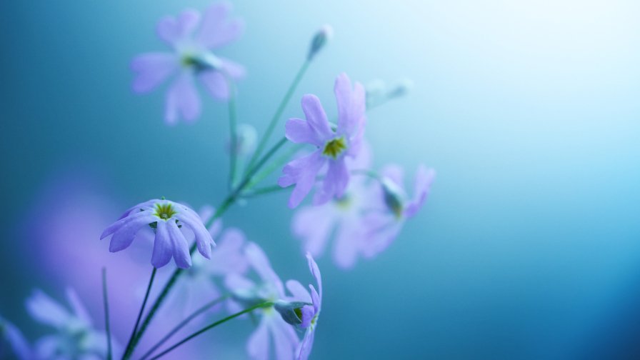 Beautiful Purple Flower Close Up