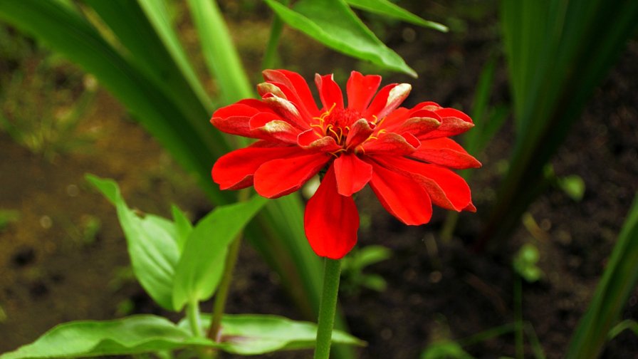 Beautiful Red Flower in the Garden