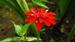 Beautiful Red Flower in the Garden