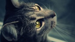 Beautiful Sad Black Cat with Yellow Eyes