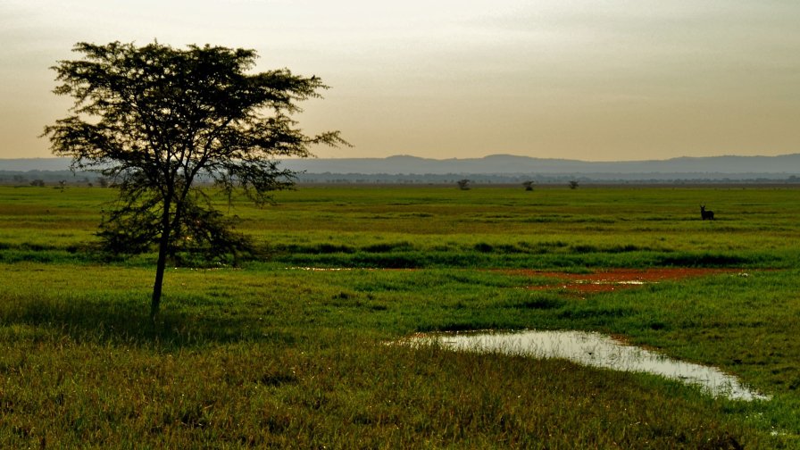Beautiful Single Tree and Green Field