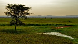 Beautiful Single Tree and Green Field