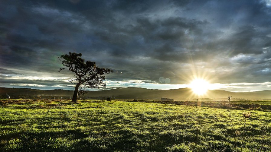 Beautiful Single Tree in Green Field and Sunrays