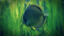 Beautiful Small Fish