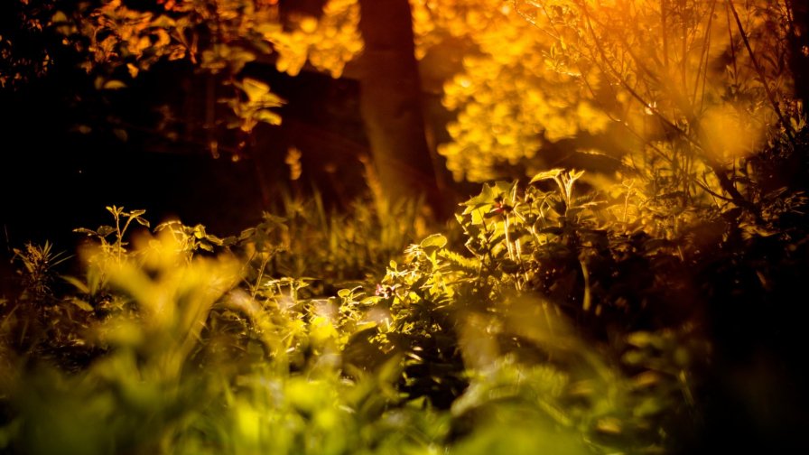 Beautiful Sunrises Through Forest