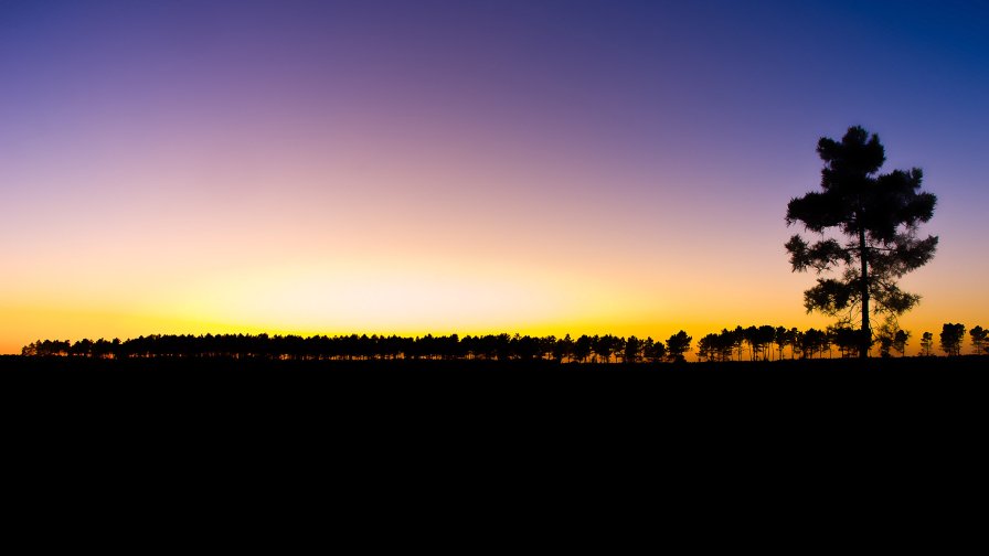 Beautiful Sunset and Forest