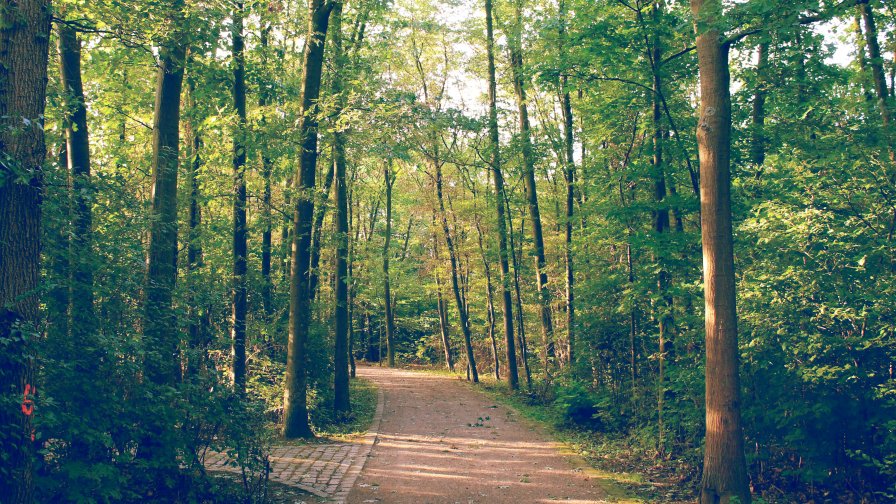 Beautiful Sunset in The Green Forest