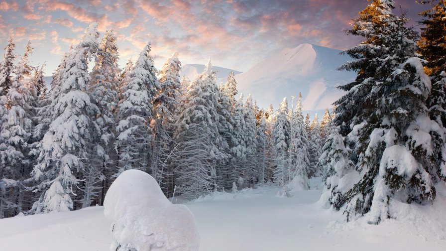 Beautiful Sunset in Winter Forest