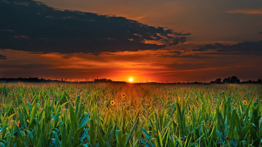 Beautiful Sunset on Green Field