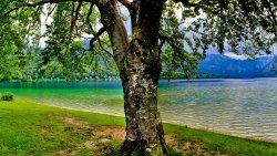 Beautiful Tree and Big Pure Lake