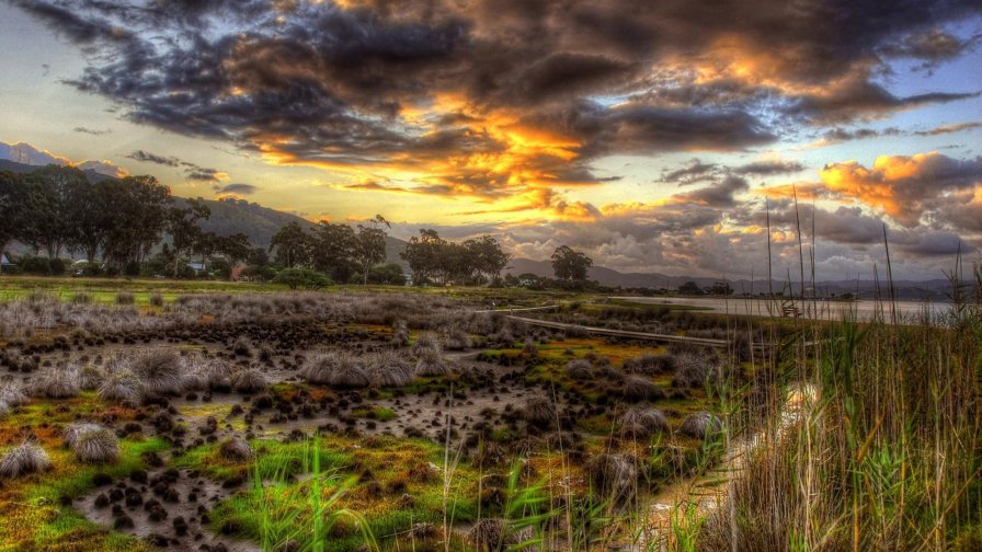 Beautiful Wetland and Sunlight